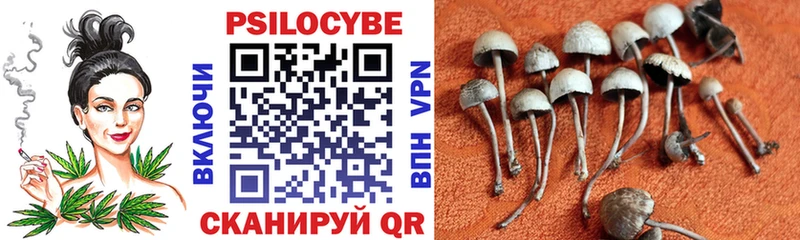 Псилоцибиновые грибы Psilocybine cubensis  мега сайт  Котельники 